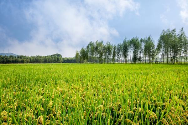 山东放心农产品品牌建设：助力建设现代农业强省 图2