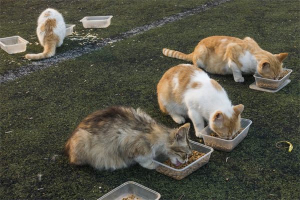 流浪猫咖品牌策划：打造独特魅力与市场价值的文化休闲品牌 图1
